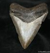 Sweetly Serrated Inch Megalodon Tooth #1039-1